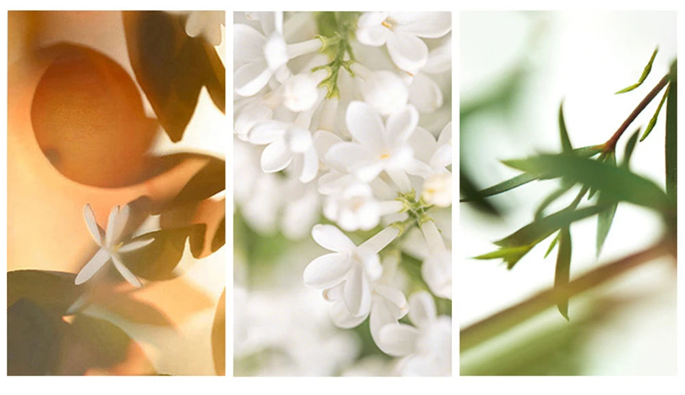 Jean Miss – Herren Duftset (3 x Eau de Parfum)