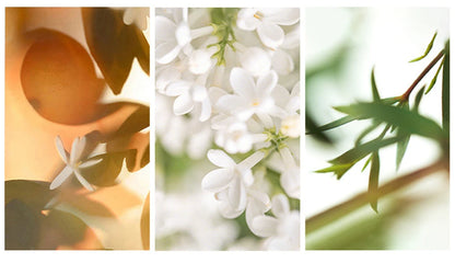 Jean Miss – Herren Duftset (3 x Eau de Parfum)